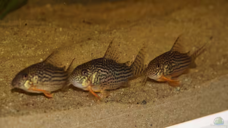 Corydoras sterbai von Tim E. (15)
