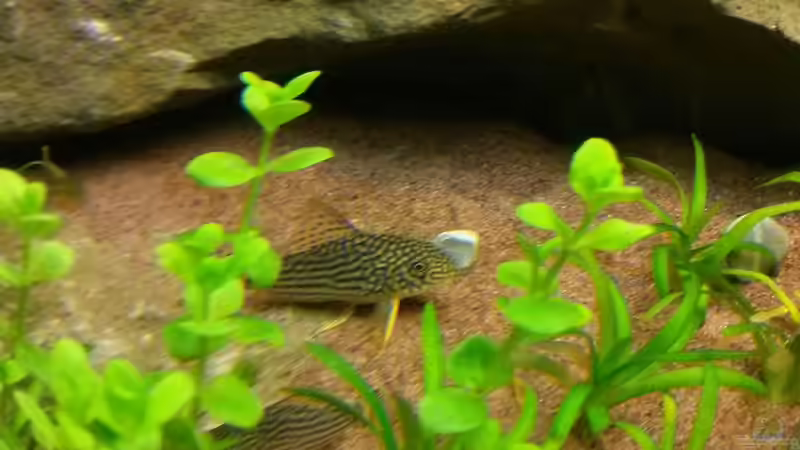 Corydoras sterbai im Aquarium (Einrichtungsbeispiele mit Sterbas Panzerwels)