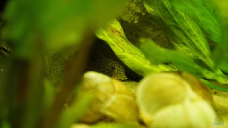 Corydoras sterbai im Aquarium (Einrichtungsbeispiele mit Sterbas Panzerwels)