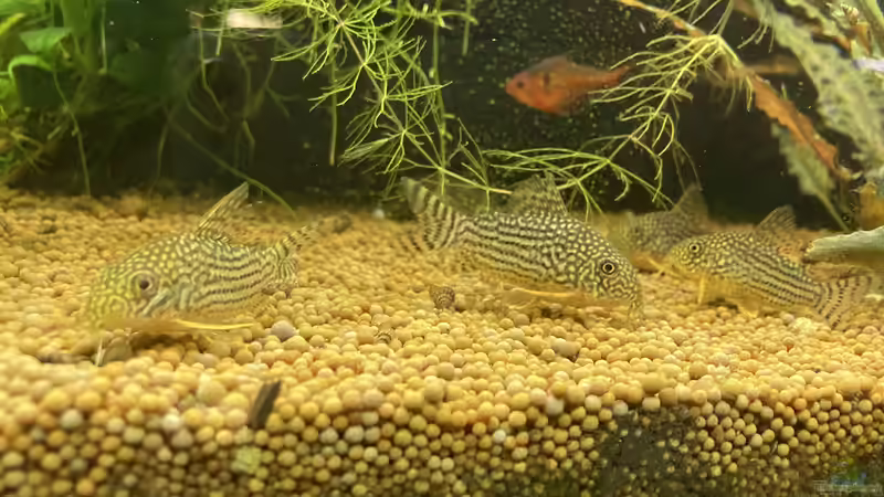 Corydoras sterbai im Aquarium (Einrichtungsbeispiele mit Sterbas Panzerwels)