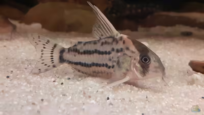 Corydoras ´superschwartzi´, CW 28, ca. 5 cm von Agua viva (52)