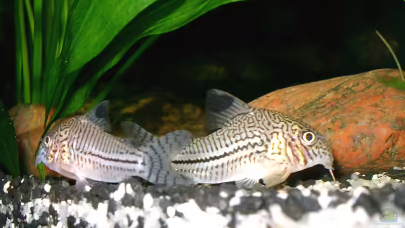 Corydoras trilineatus - Dreilinien-Panzerwels von Piscis (25)