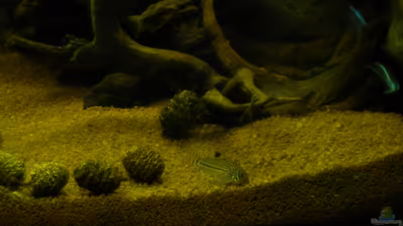 Corydoras trilineatus von Herki (27)