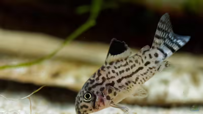 Corydoras trilineatus von jkrt (5)