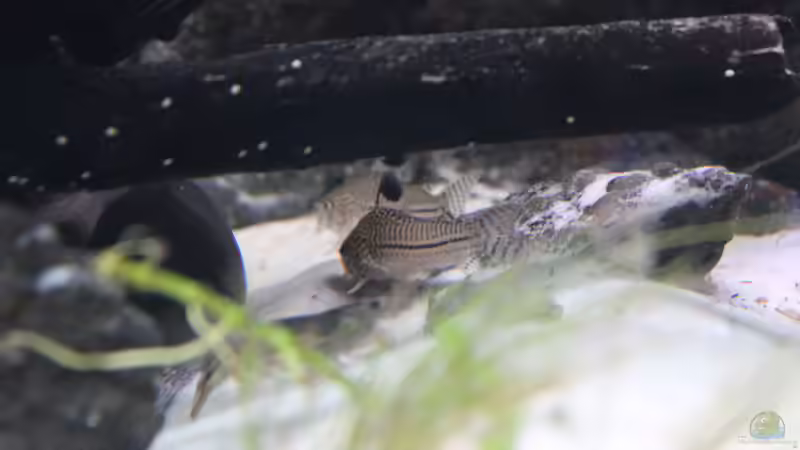 Corydoras trilineatus von maxheadroom (73)