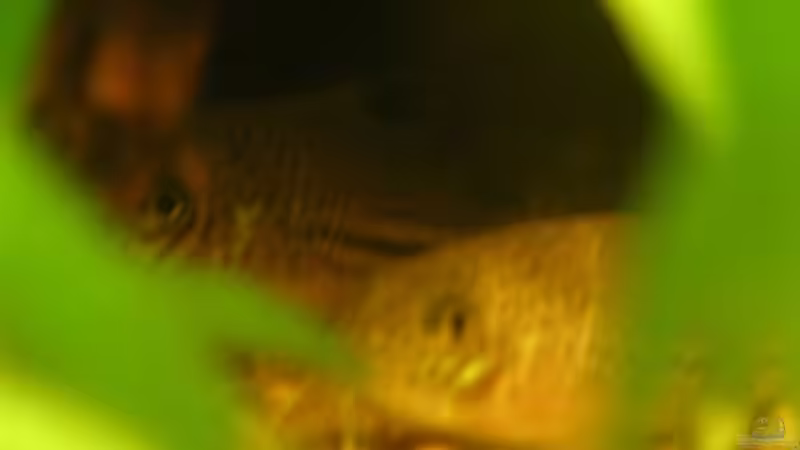 Corydoras trilineatus von Maximilian Zunhammer (9)