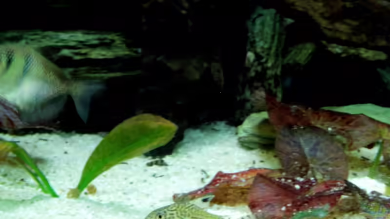 Corydoras trilineatus von The Last (9)