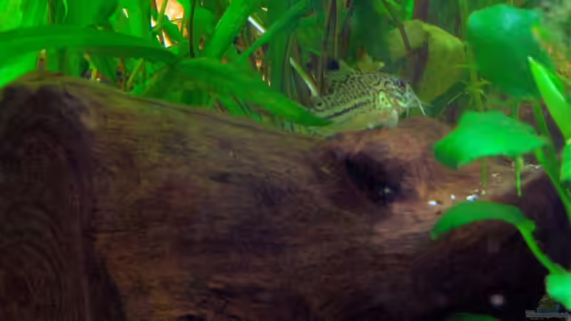 Aquarien für Corydoras trilineatus (Dreilinien-Panzerwels)
