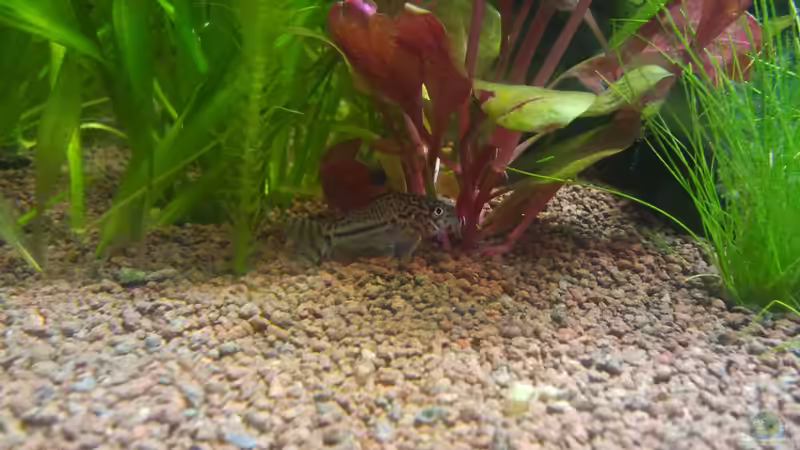 Aquarien für Corydoras trilineatus (Dreilinien-Panzerwels)