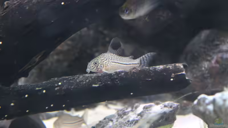 Aquarien für Corydoras trilineatus (Dreilinien-Panzerwels)