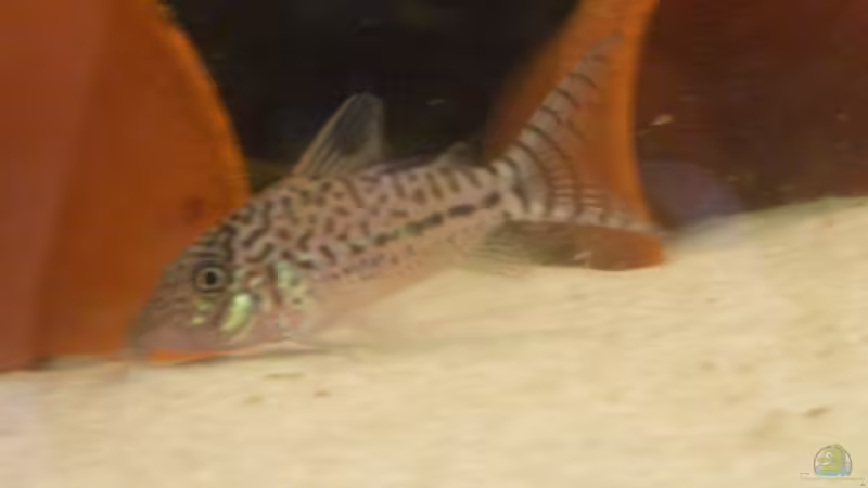 Corydoras trillineatus - Panzerwels von Nicole Welz (16)