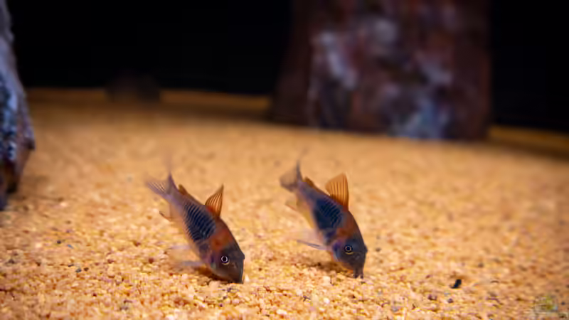 Corydoras Venezuela orange von DiskusMummy (36)