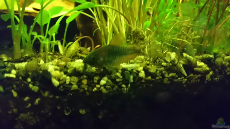 Aquarien mit Corydoras venezuelanus (Einrichtungsbeispiele mit Rostroter Venezuela Panzerwels)
