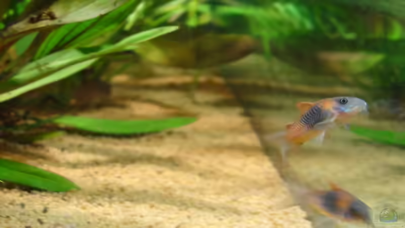 Aquarien mit Corydoras venezuelanus (Einrichtungsbeispiele mit Rostroter Venezuela Panzerwels)