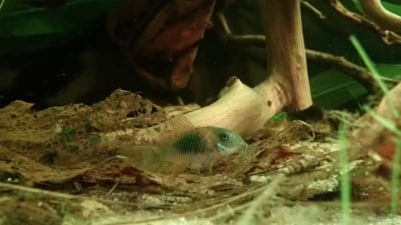 Aquarien mit Corydoras venezuelanus (Einrichtungsbeispiele mit Rostroter Venezuela Panzerwels)