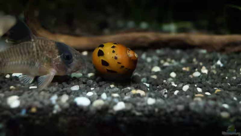 Corydoras versus Schnecke von Guido Seifert (29)
