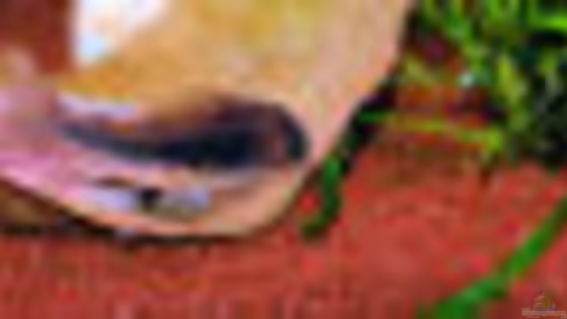 Corydoras von Andrea Gentzsch (3)