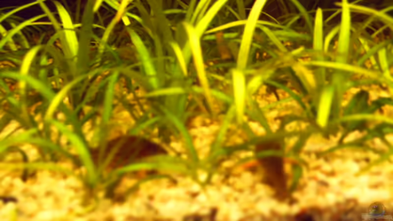 Corydoras von David Nachtweih (11)