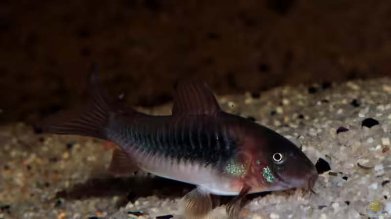 Corydoras von die Perle... (27)