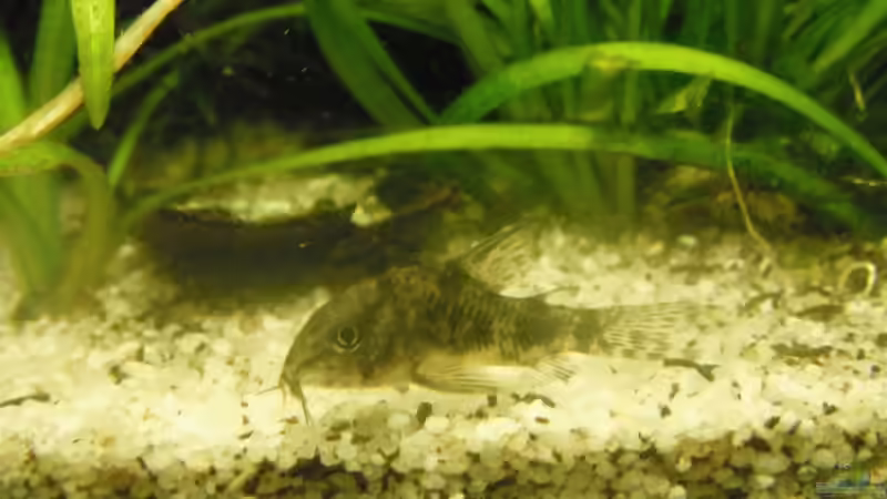Corydoras von schwefelfell (11)