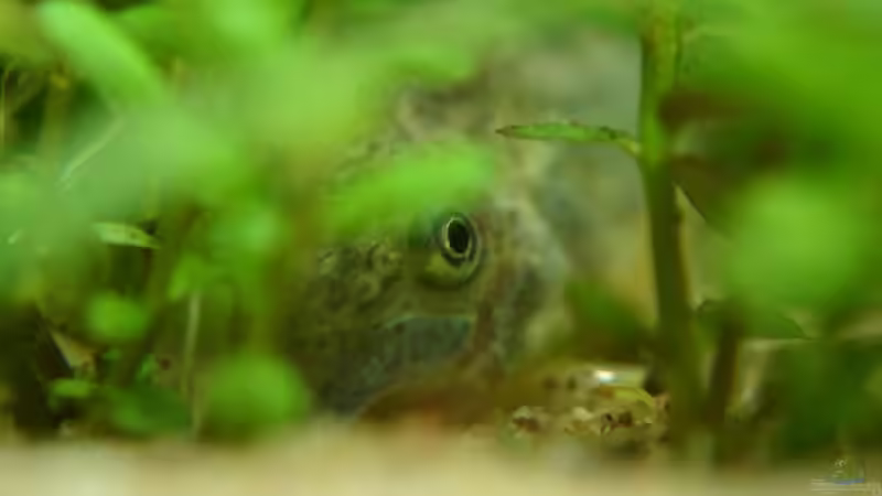 Corydoras von Stephan Münker (9)