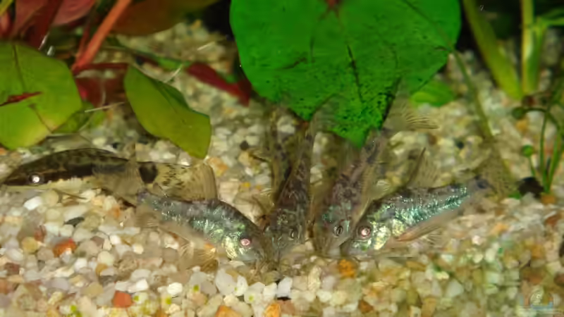 Corydoras von Thomas Weyhofen (15)