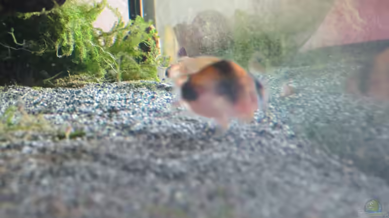 Corydoras Weitzmani von Skalarjoe (9)