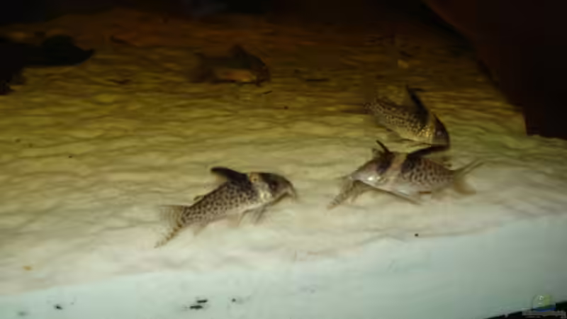 Corydoras wotroi von Alexander Beutner (30)