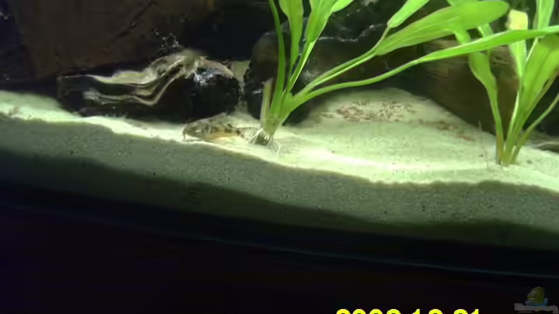 Corydorus paleatus von Angelika König (4)