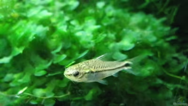 Coryi 1 von cammarus (10)