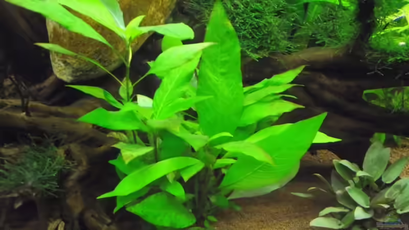 Corymbosa ´compact´ von Dr. Manhattan (15)