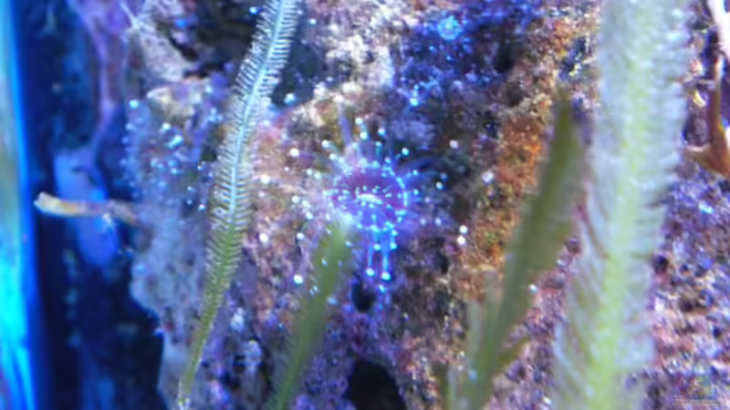 Corynactis sp. 01 - Korallenanemone von Jens Kändler (16)