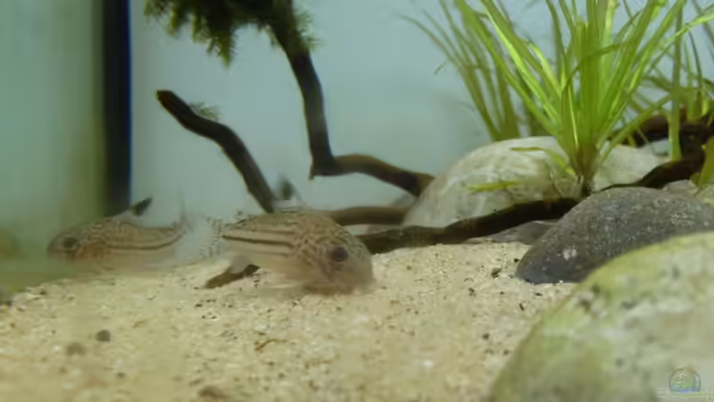 Corys am gründeln von Martin W. (39)