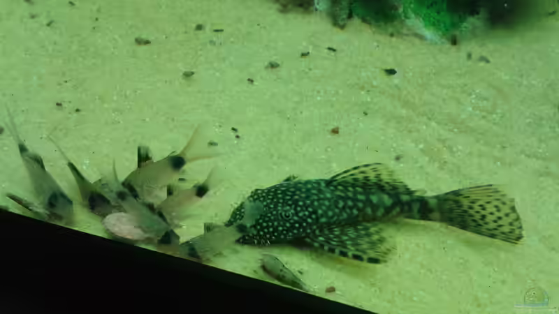 Corys+Atennenwels beim Essen von er1301 (7)