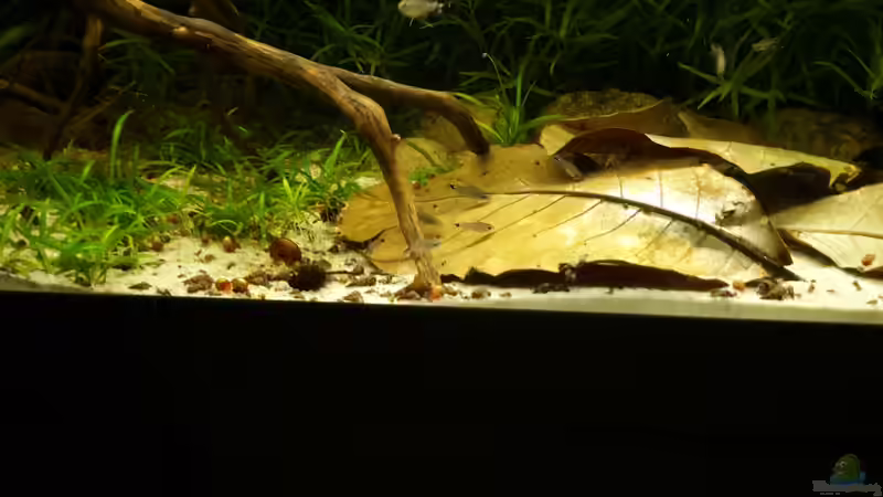 Seemandelbaumblätter im Aquarium (Ein Seemandelbaumblatt einsetzen)