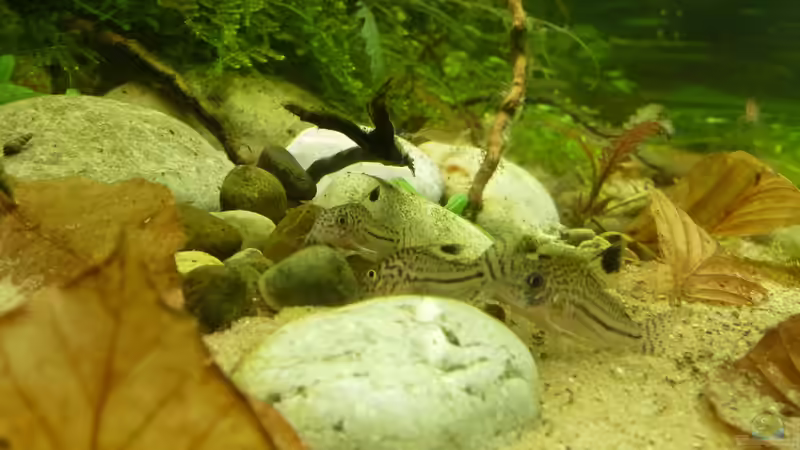 Corys beim kuscheln von Martin W. (34)