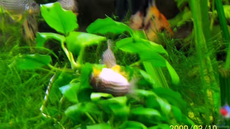 Corys beim Laichen von cupra2009 (19)