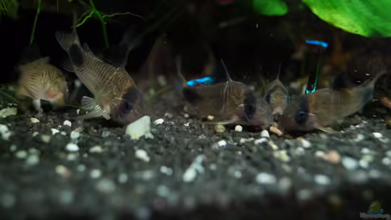 Corys fallen über Futtertablette her von Guido Seifert (32)