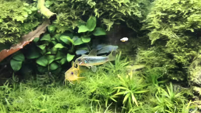 Corys green/golden stripe von Der Nicky (79)