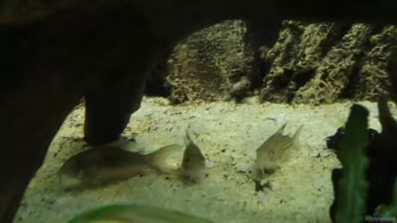 Corys Metall u. Leopard  von Zugbremser72 (12)