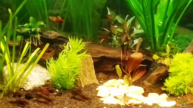 Corys on tour von Tom Turbo (2)