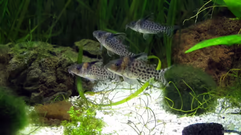 Corys sammeln sich von Stefan Peter (10)