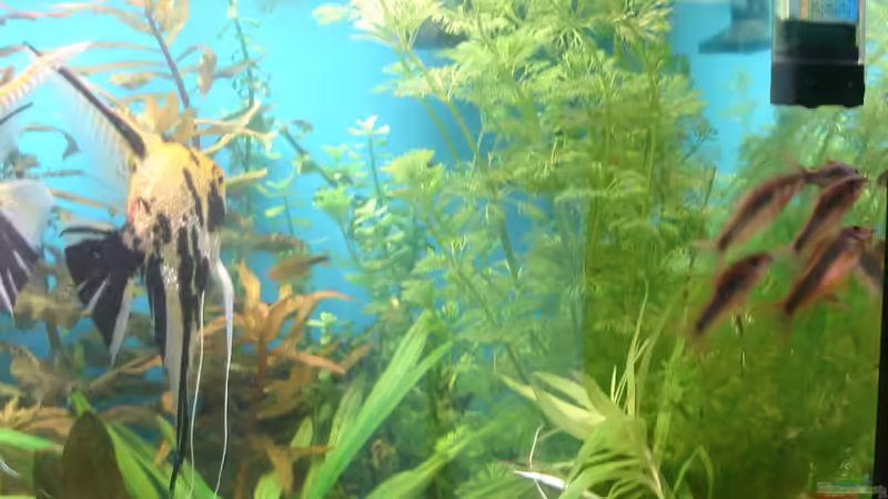 Corys sind ganz berauscht von der starken Strömung von Susanne Kruse (28)