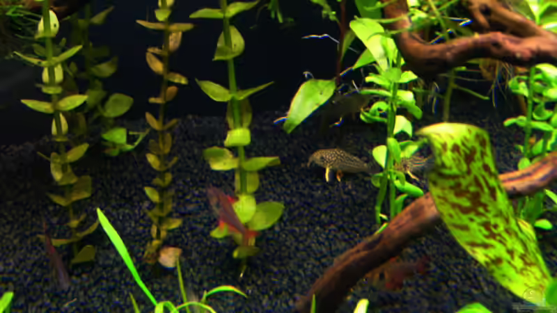 Corys und ein paar Salmler.... von *angelfish* (40)