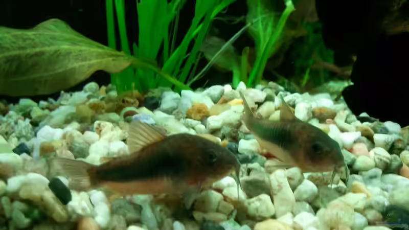 Corys von Aquarius (2)