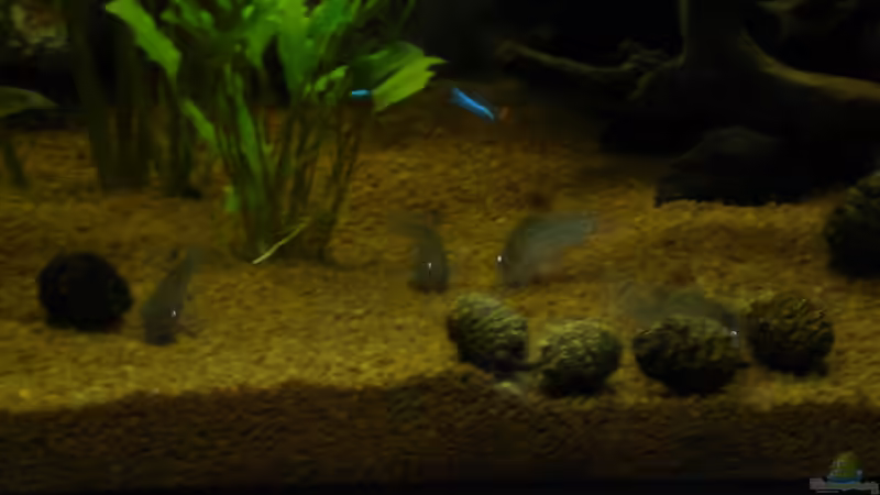 Cory´s von Herki (28)