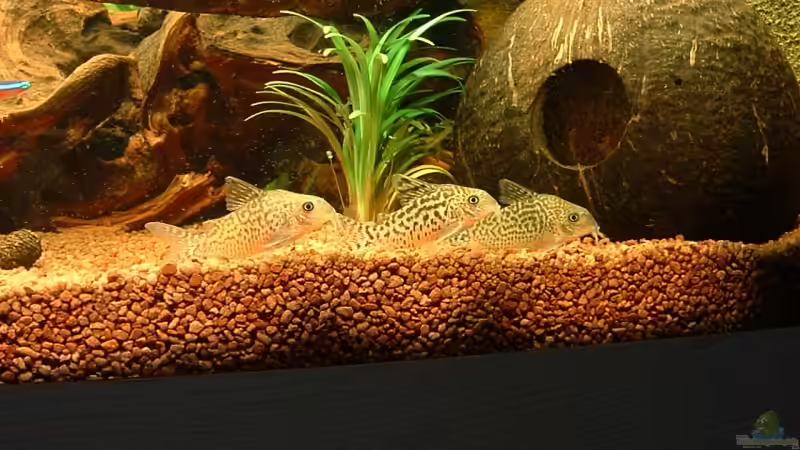 corys von Irina Rink (12)