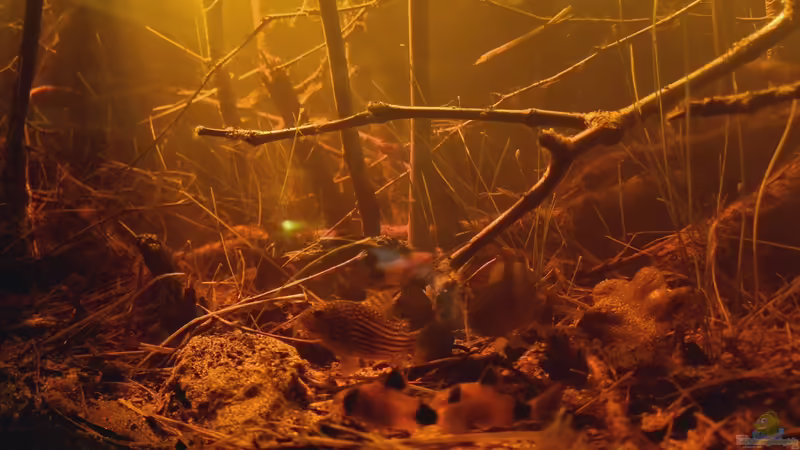 Corys von Rainooo (50)