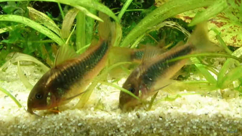 Corys von Susanne Kruse (25)