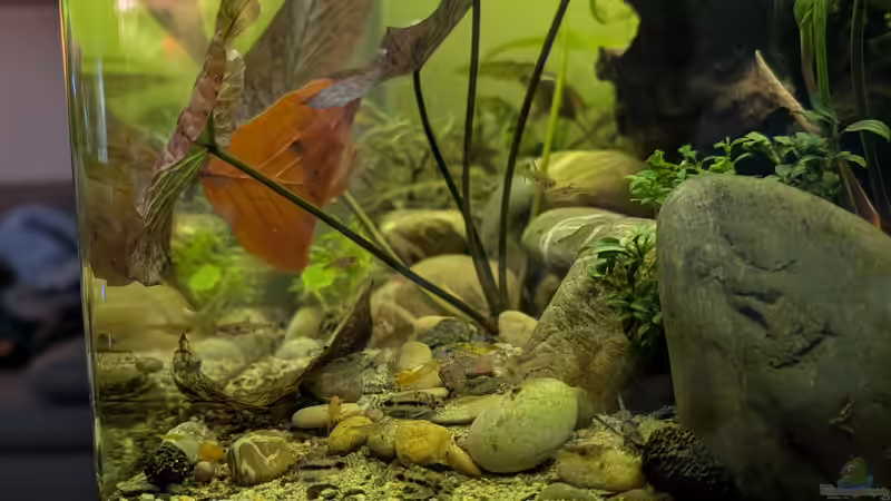 Corys von Tobes (13)